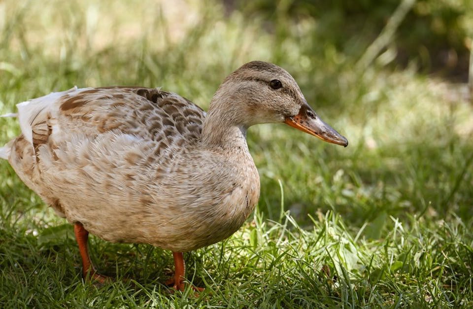 découvrez la décompression neuro-vertébrale, une technique innovante pour soulager les douleurs de dos et améliorer la mobilité vertébrale. cette approche thérapeutique non invasive cible les nerfs et les vertèbres pour favoriser un rétablissement optimal et un bien-être durable.