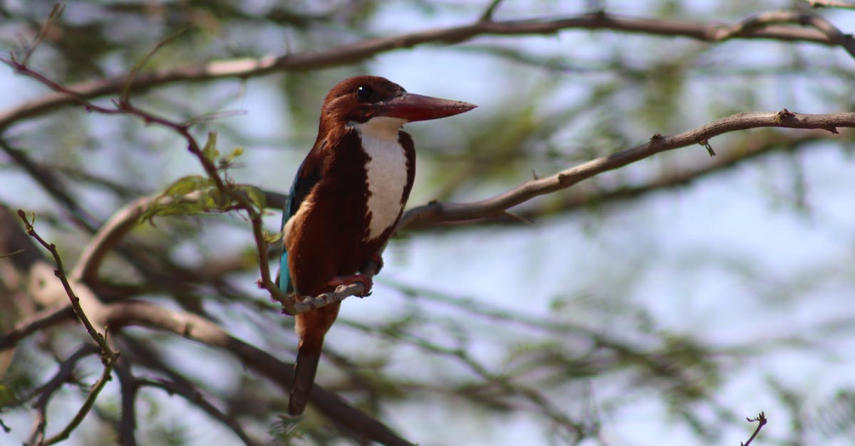 découvrez les bienfaits de la décompression neuro-vertébrale, une technique innovante pour soulager les douleurs dorsales et améliorer la santé de votre colonne vertébrale. profitez d'un traitement non invasif qui cible efficacement les nerfs et les disques intervertébraux pour un bien-être durable.