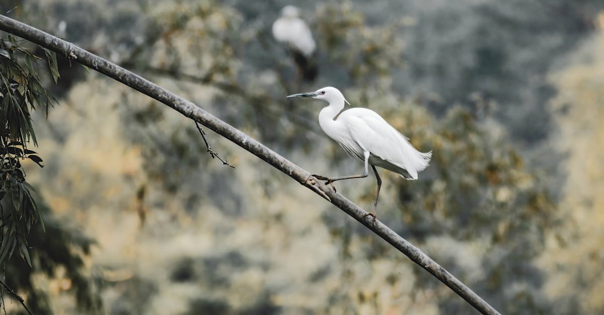 découvrez les ajustements posturaux, une approche essentielle pour améliorer votre bien-être physique. apprenez comment corriger votre posture afin de réduire les douleurs, optimiser vos mouvements et favoriser une meilleure santé globale.