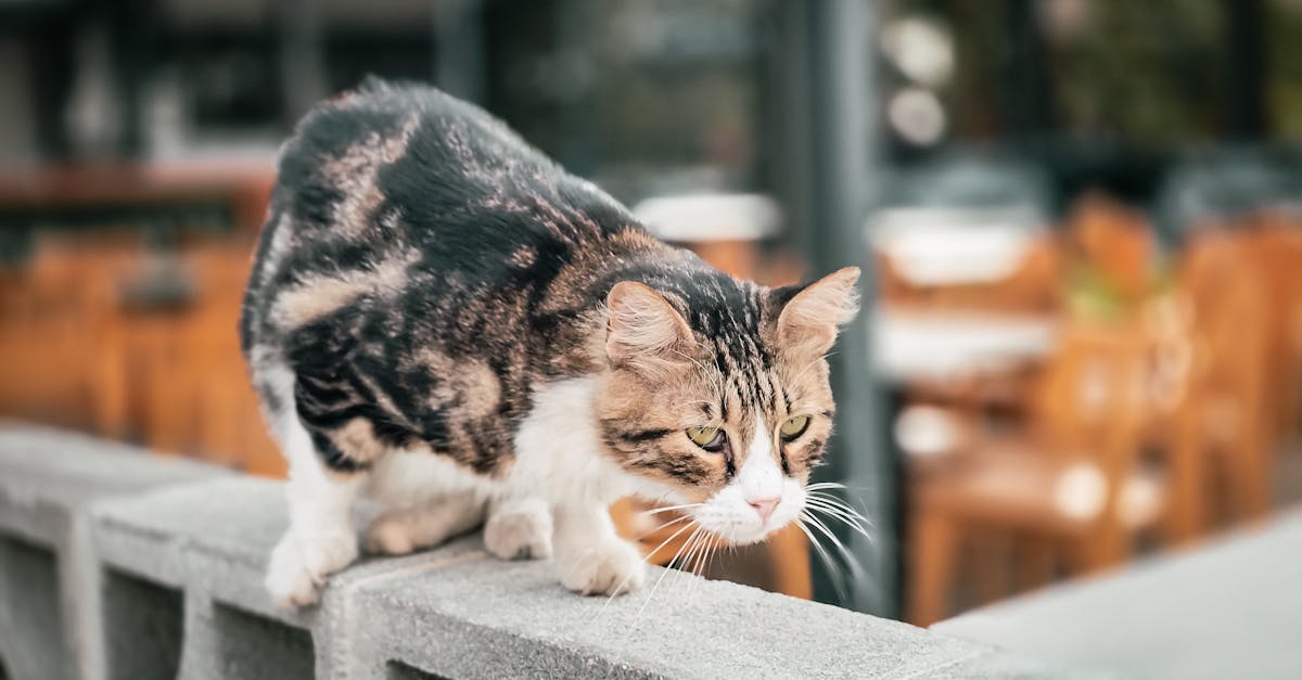découvrez la décompression neuro-vertébrale, une méthode innovante pour soulager les douleurs de dos et améliorer la santé de votre colonne vertébrale. apprenez comment cette technique efficace peut vous aider à retrouver mobilité et bien-être.