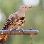 Décompression neurovertébrale : une thérapie complémentaire pour optimiser la flexibilité après des blessures récurrentes dans les cervicales 4 découvrez la décompression neuro-vertébrale, une approche innovante pour soulager les douleurs dorsales et améliorer votre bien-être. profitez d'une technique non invasive qui cible les racines nerveuses et favorise la régénération des disques intervertébraux. consultez nos experts pour un traitement personnalisé et retrouvez une meilleure qualité de vie.