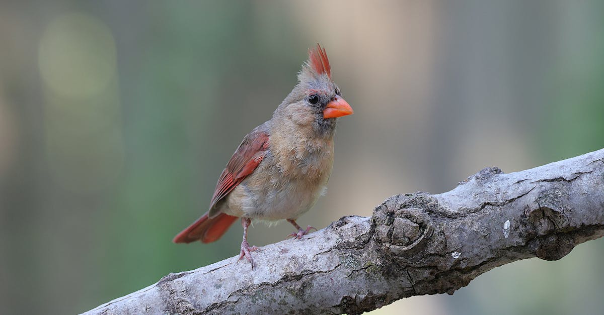 découvrez la décompression neuro-vertébrale : une technique innovante pour soulager efficacement les douleurs dorsales et cervicales, améliorer la mobilité et favoriser la santé de la colonne vertébrale.