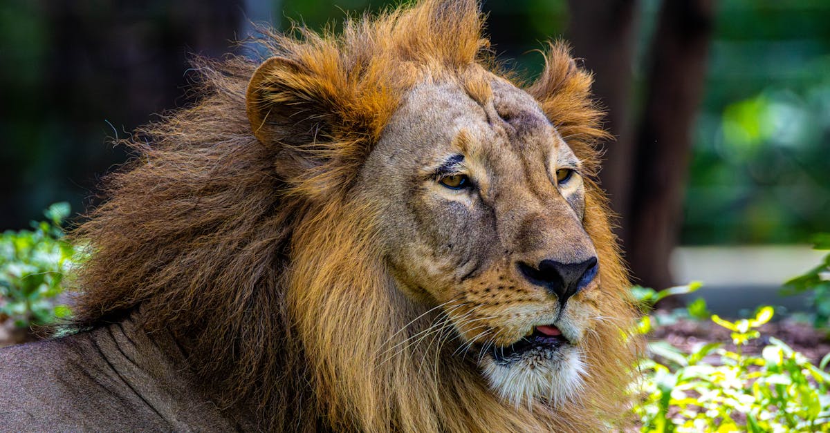 découvrez la décompression neuro-vertébrale, une méthode innovante pour soulager les douleurs dorsales et améliorer la mobilité. cette technique non invasive cible les racines nerveuses et favorise la régénération des disques intervertébraux, offrant un soulagement durable et un véritable bien-être spinal.