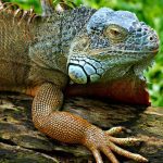 découvrez la décompression neuro-vertébrale : une thérapie non chirurgicale innovante visant à soulager efficacement les douleurs lombaires et cervicales en réduisant la pression sur les nerfs et les disques vertébraux.