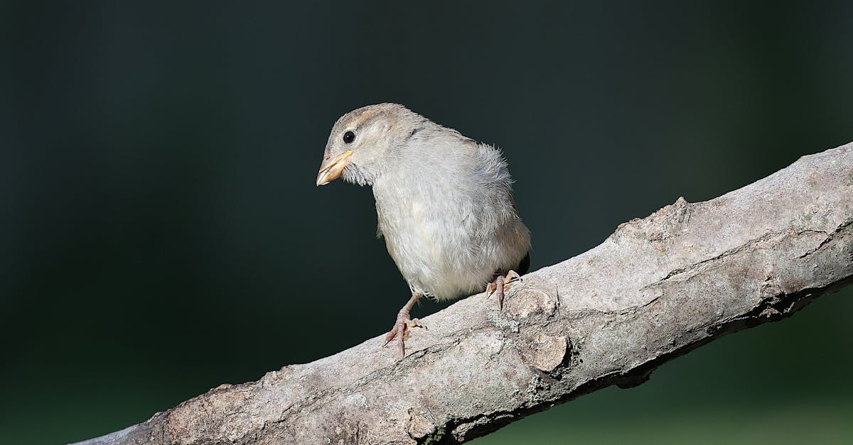 découvrez la décompression neuro-vertébrale : une solution non chirurgicale efficace pour soulager les douleurs dorsales et cervicales liées aux hernies discales ou à la compression nerveuse.