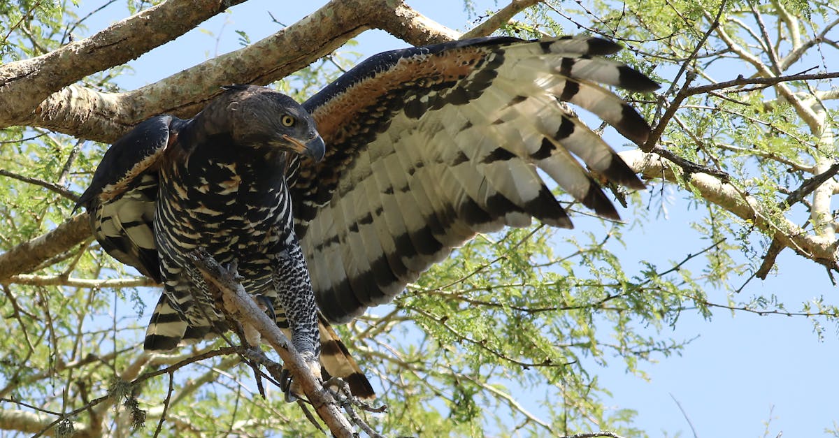 découvrez la décompression neuro-vertébrale : une technique efficace et non chirurgicale pour soulager les douleurs dorsales, cervicales et lombaires en libérant les nerfs comprimés. améliorez votre qualité de vie grâce à ce traitement innovant.