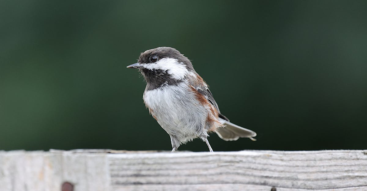 découvrez la décompression neuro-vertébrale : une méthode innovante et non chirurgicale destinée à soulager les douleurs du dos, des hernies discales et des sciatiques tout en améliorant votre confort au quotidien.