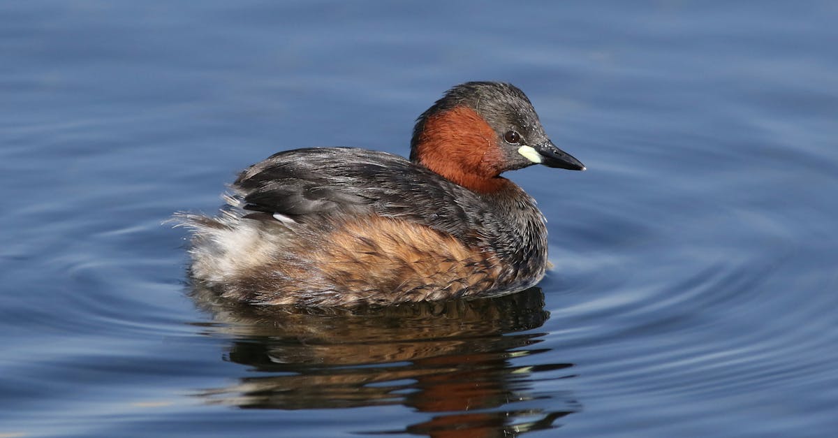 découvrez la décompression neuro-vertébrale : une méthode avancée et non invasive pour soulager efficacement les douleurs dorsales et cervicales, favoriser la régénération des disques vertébraux et améliorer la qualité de vie.