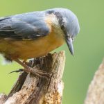 découvrez la décompression neuro-vertébrale, une méthode innovante et non chirurgicale pour soulager efficacement les douleurs liées aux hernies discales, sciatiques et autres problèmes de la colonne vertébrale.