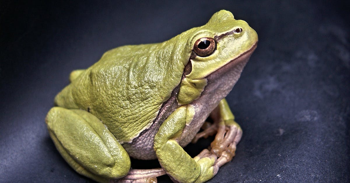 découvrez la décompression neuro-vertébrale, une technique innovante visant à soulager les douleurs chroniques du dos et du cou. améliorez votre qualité de vie grâce à des méthodes non invasives qui favorisent la guérison et le bien-être spinal.