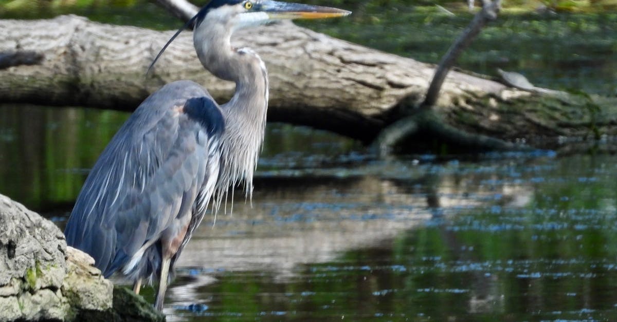 découvrez la décompression neuro-vertébrale, une technique non invasive visant à soulager les douleurs dorsales et nerveuses en réduisant la pression sur la colonne vertébrale. informations, avantages et indications.