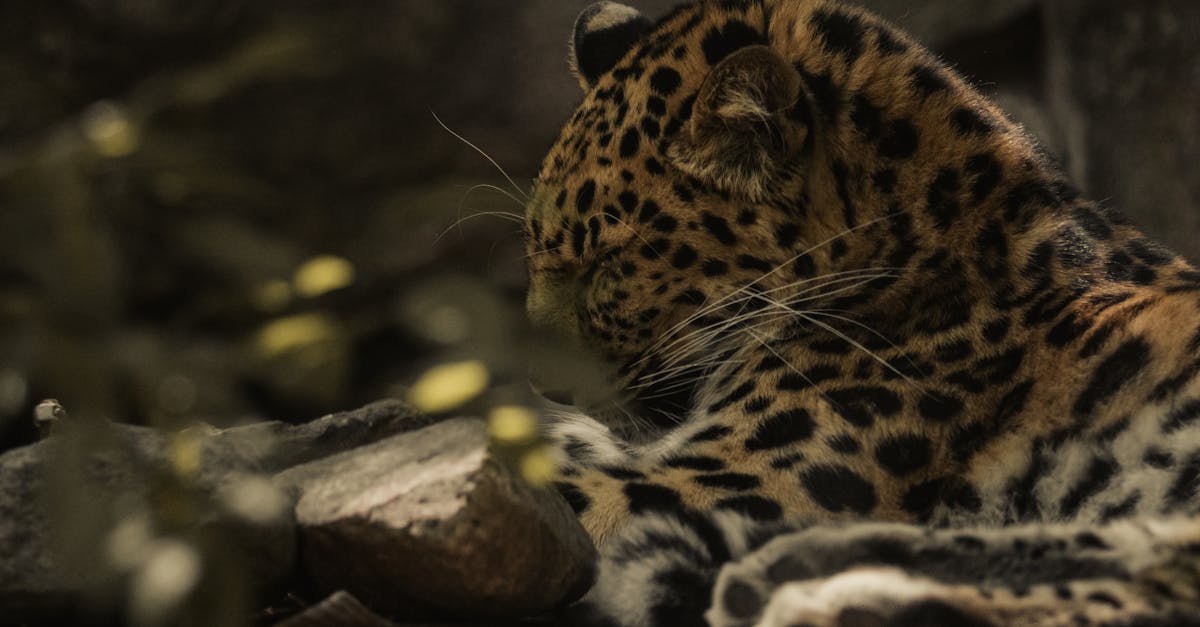 découvrez la décompression neuro-vertébrale : une approche non chirurgicale visant à soulager efficacement les douleurs lombaires et cervicales causées par une hernie discale, des compressions nerveuses ou des troubles de la colonne vertébrale.