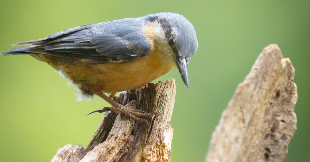 découvrez la décompression neuro-vertébrale : une technique innovante et non chirurgicale pour soulager les douleurs lombaires, sciatiques et cervicales liées aux hernies discales ou à la compression nerveuse.