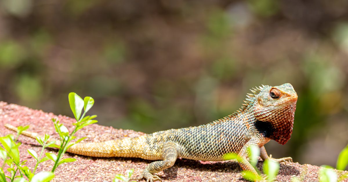 découvrez la décompression neuro-vertébrale, une technique innovante pour soulager les douleurs dorsales et cervicales liées aux hernies discales, sciatiques et autres pathologies de la colonne vertébrale.