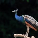 découvrez la décompression neuro-vertébrale : une technique innovante et non chirurgicale pour soulager les douleurs dorsales, lombaires ou liées à une hernie discale. plus d'informations, bienfaits et indications sur notre site.