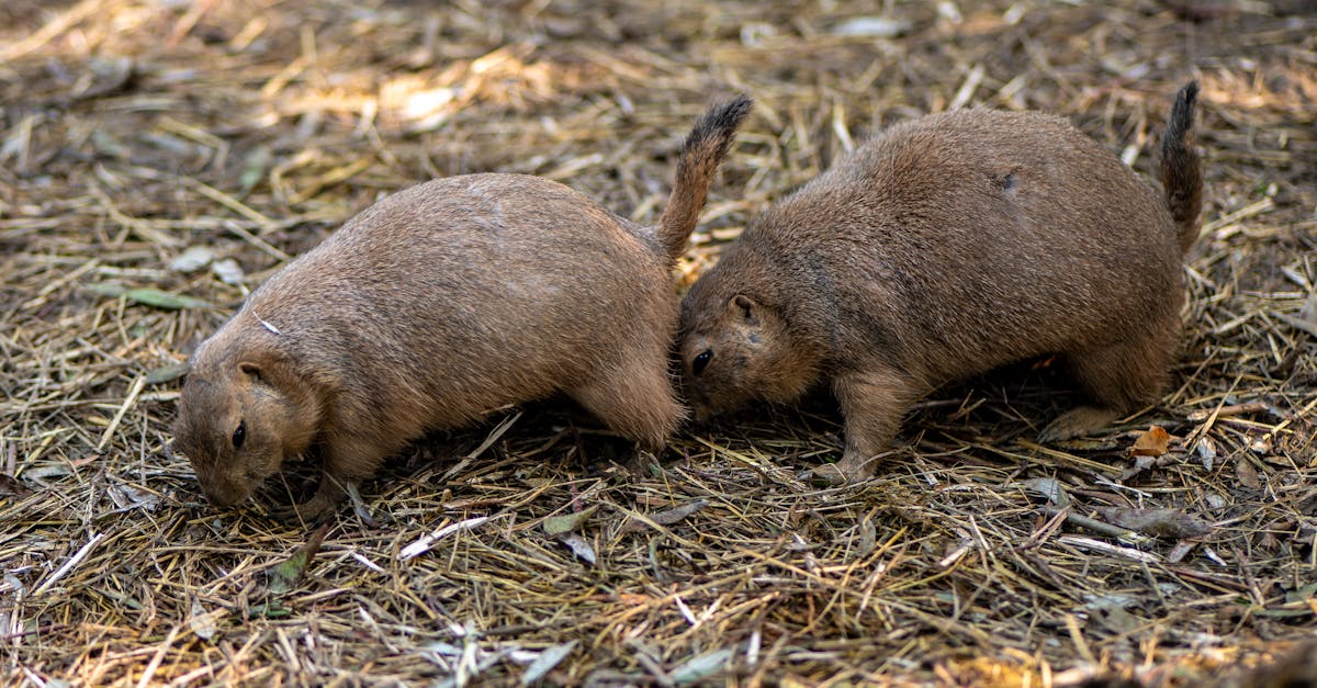 découvrez la décompression neuro-vertébrale, une technique non chirurgicale visant à soulager les douleurs dorsales et cervicales causées par les hernies discales ou les nerfs comprimés. obtenez des informations sur son fonctionnement, ses bienfaits et à qui elle s’adresse.