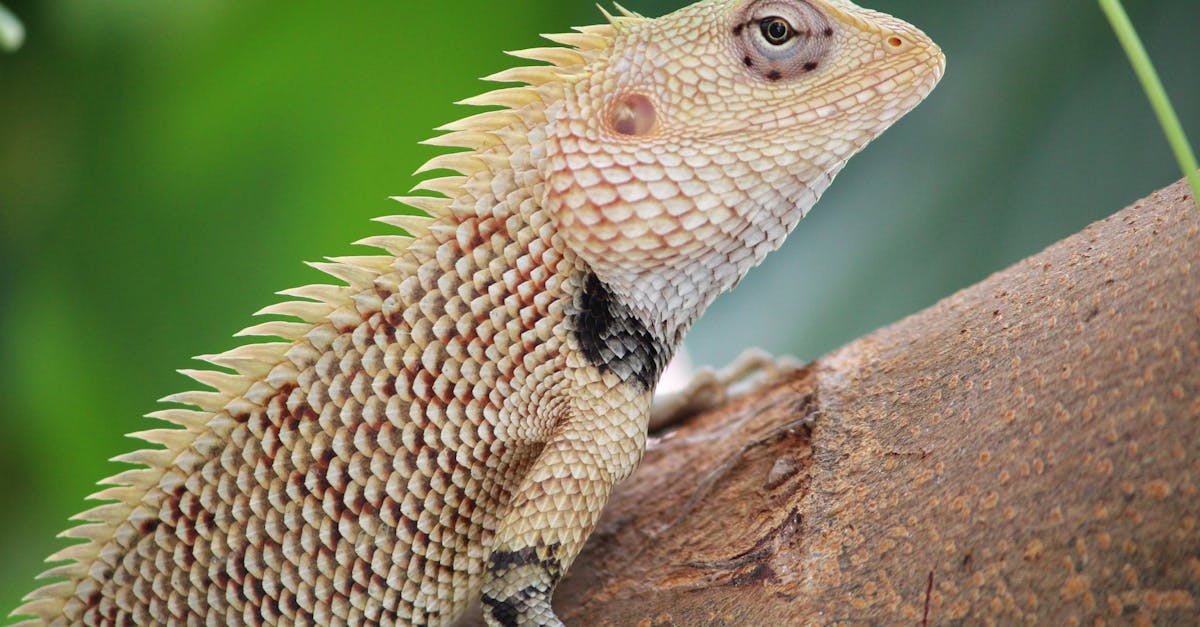 découvrez la décompression neuro-vertébrale, une thérapie non chirurgicale efficace pour soulager les douleurs dorsales et cervicales causées par les hernies discales, la sciatique ou la sténose spinale. améliorez votre qualité de vie grâce à cette technique sécurisée et innovante.