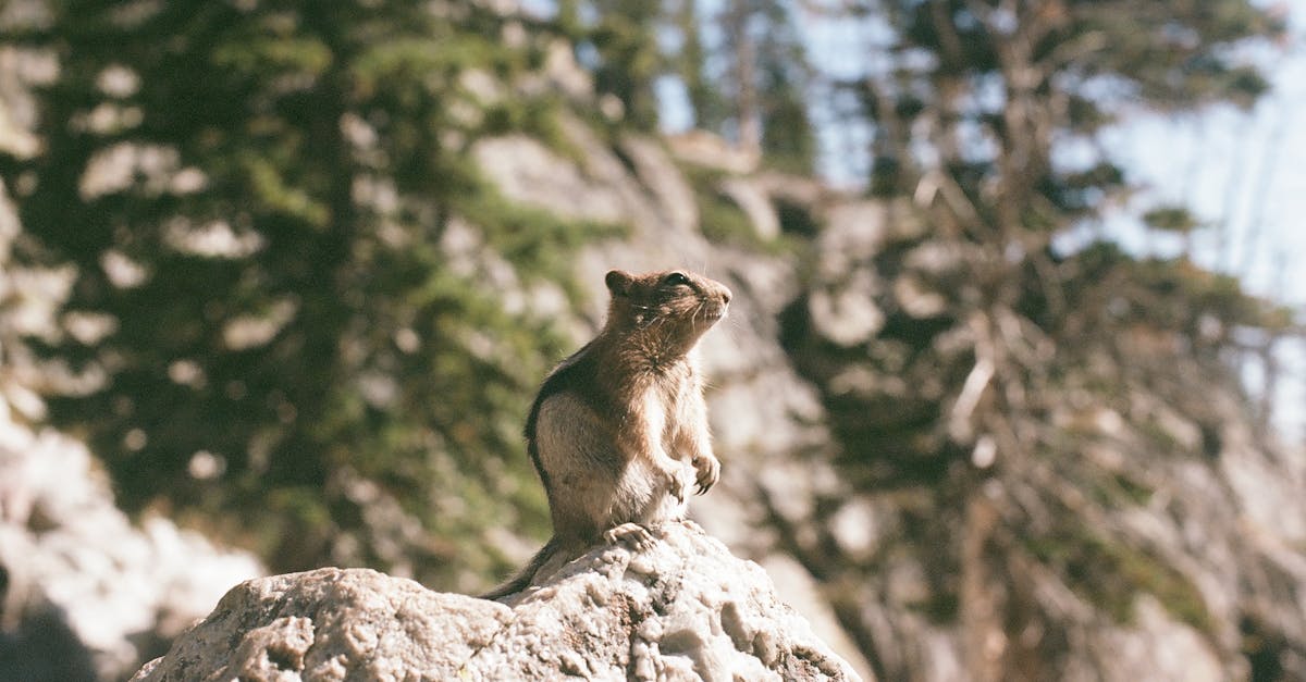 découvrez la décompression neuro-vertébrale : une méthode innovante et non invasive pour soulager les douleurs dorsales, améliorer la mobilité et réduire la pression sur les nerfs de la colonne vertébrale.